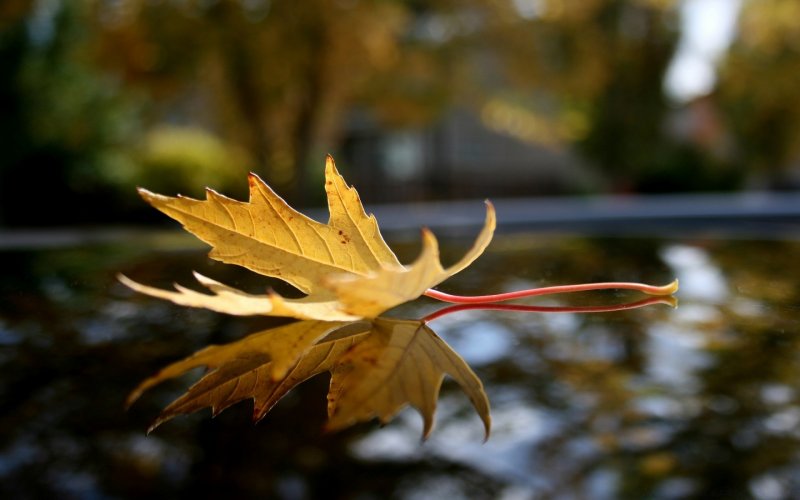 Осенний листок на ветру