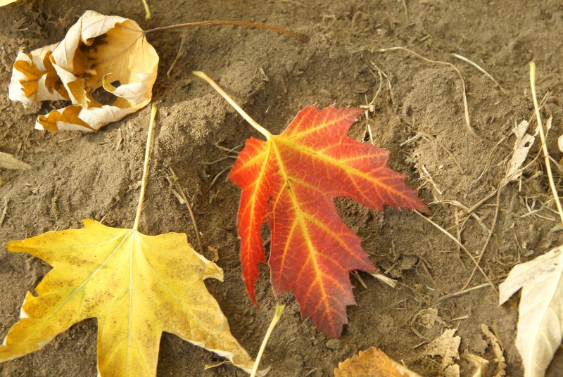 Осенний лист Макросъемка