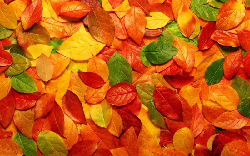 Листья осенью