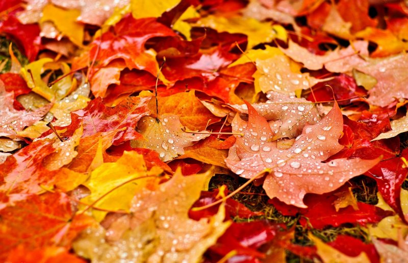 Осень листья высокого качества