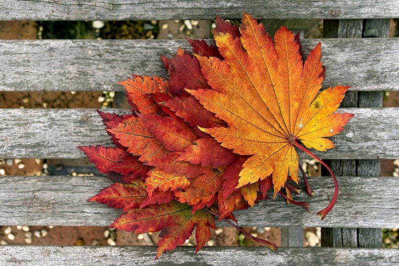 Листья на скамейке осенью