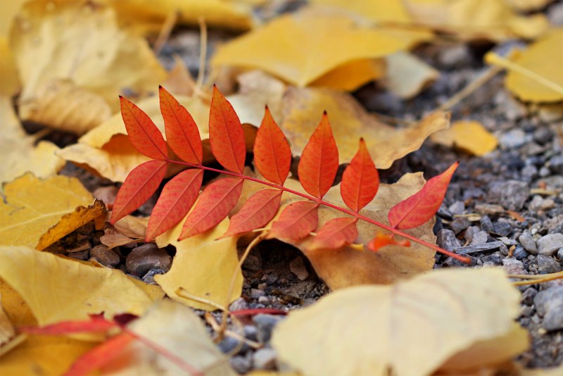 Осенняя листва фото