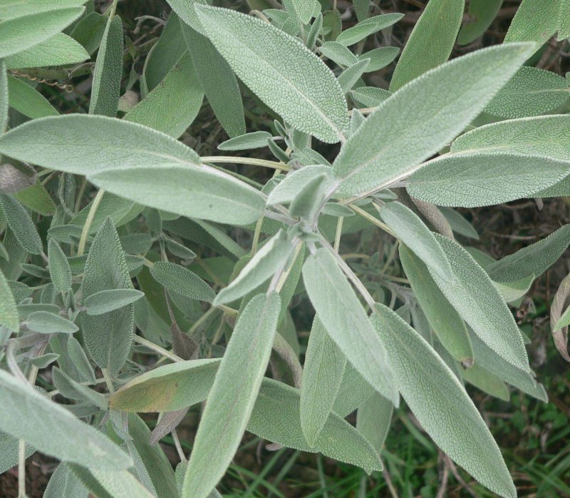Salvia officinalis лист