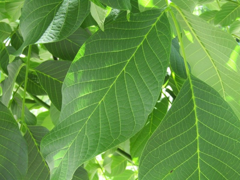 Грецкий орех дерево листья