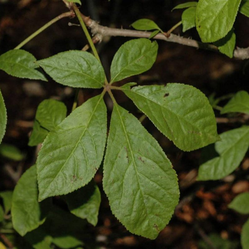 Siberian Ginseng растение
