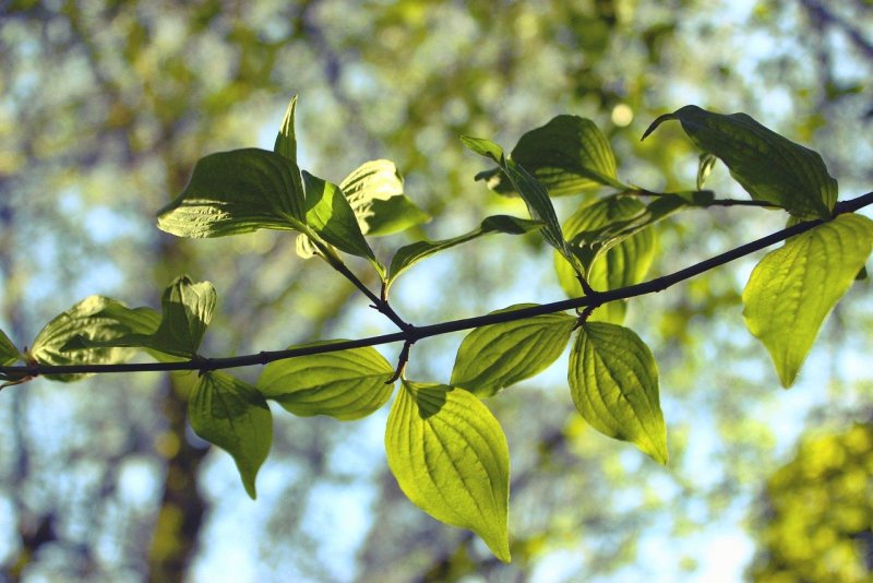 Растение с простыми листьями 10