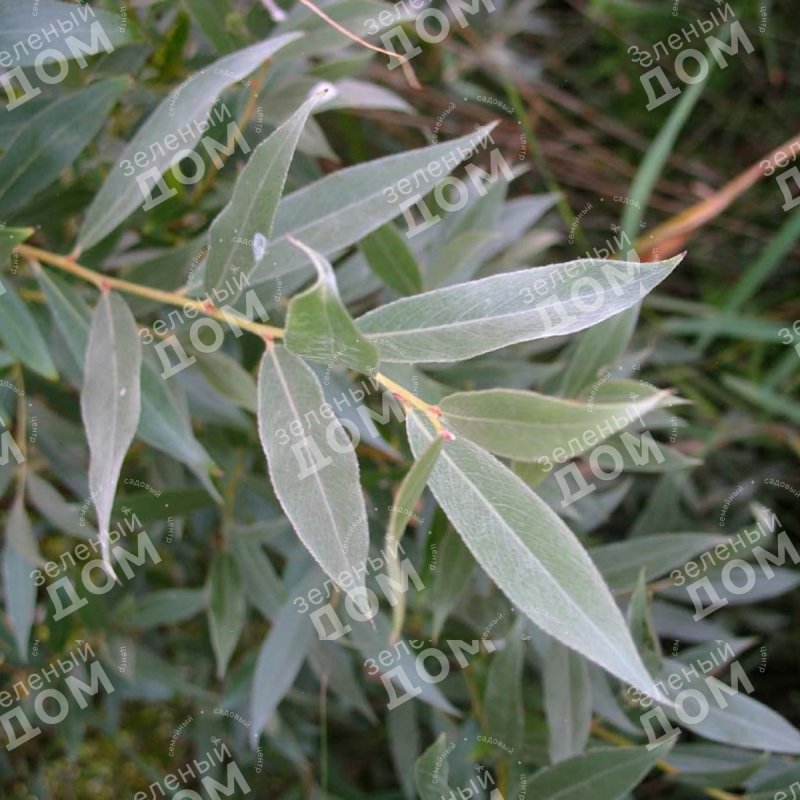 Ива лохолистная Salix elaeagnos