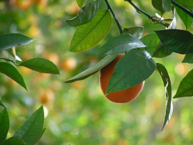 Антракноз листьев лимона