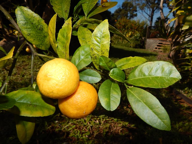 Апельсины с листом