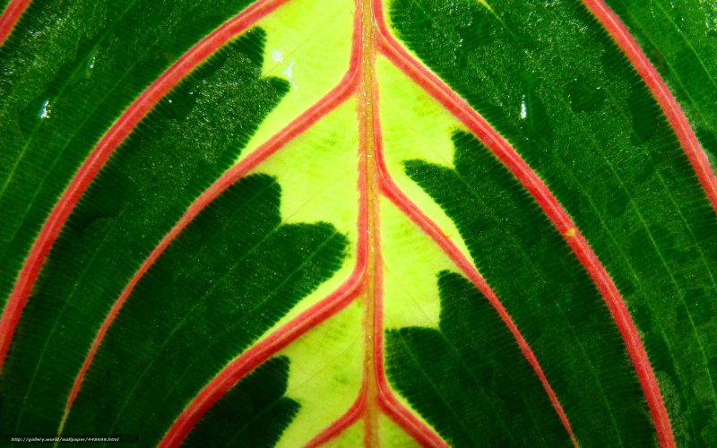 Зеленое растение с красными прожилками