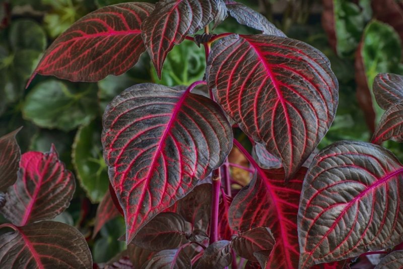 Ампельное растение с красноватыми листьями с бордовыми прожилками