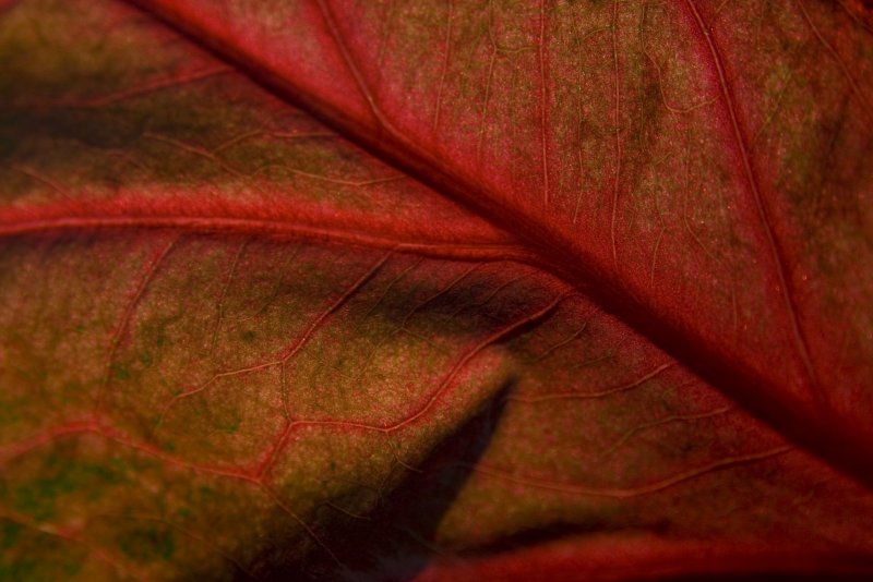 Листья яблони с красными прожилками