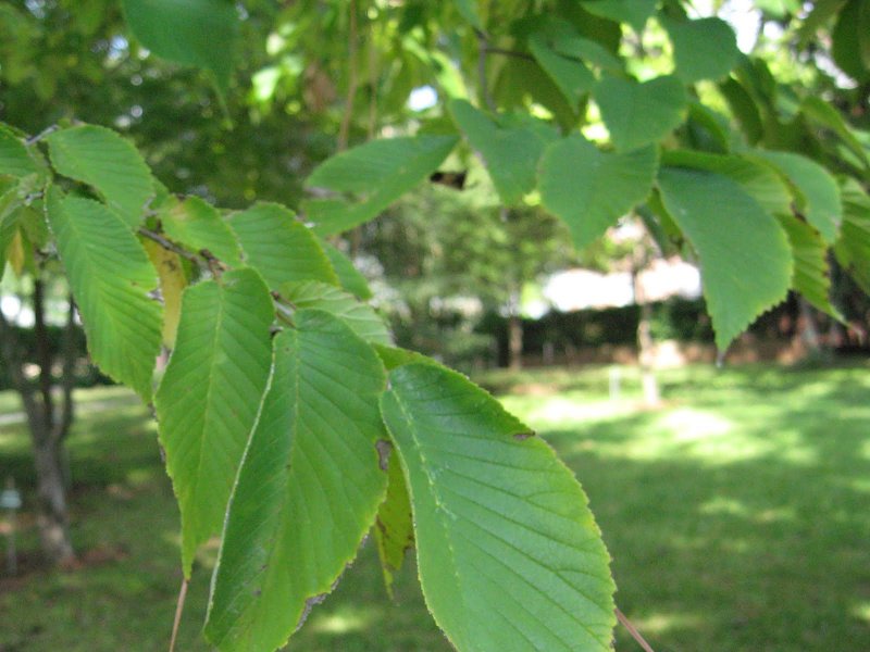 Carpinus betulus pendula