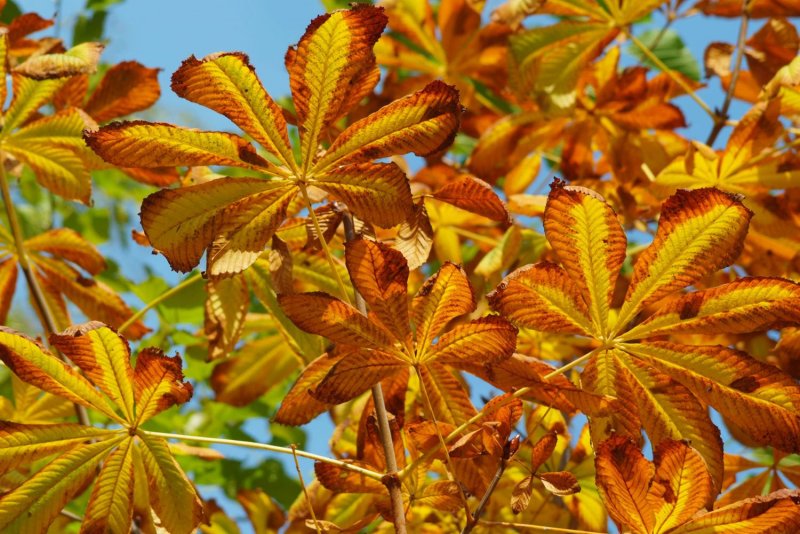 Листья каштана летом и осенью