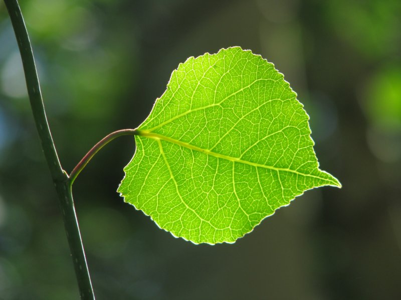 Populus nigra лист