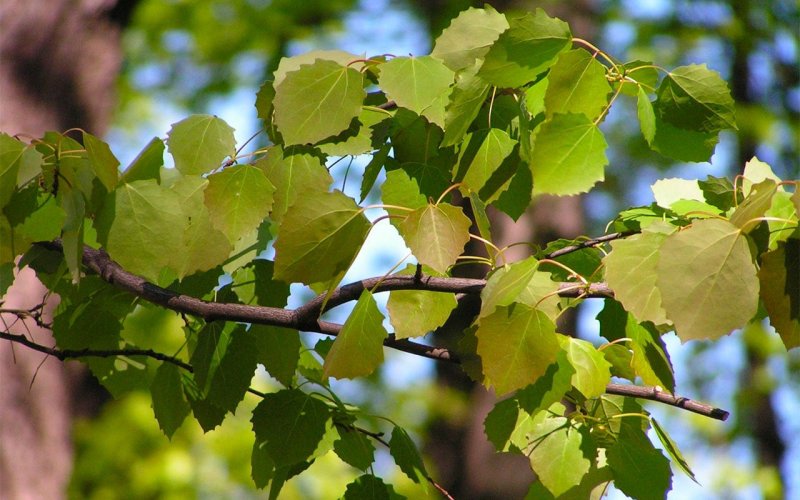 Осина обыкновенная (Pópulus trémula)