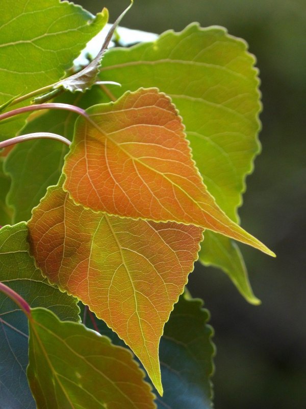 Тополь бальзамический листья