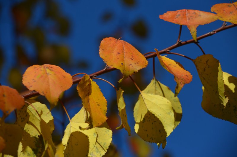 Желтый лист осины