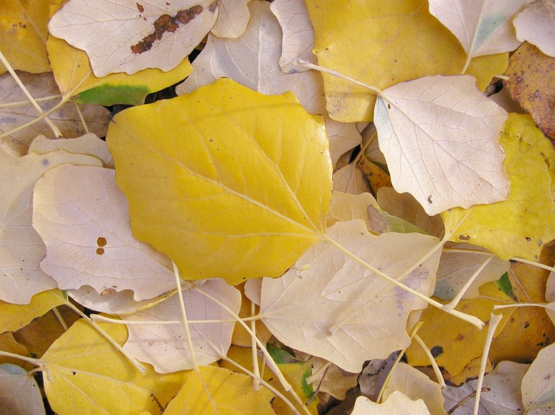 Тополь серебристый листья осенью