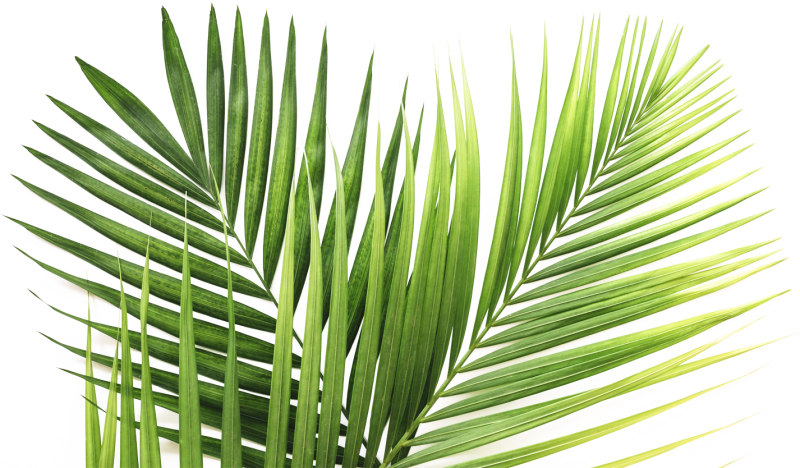 Ветка пальмы