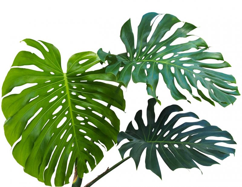 Монстера растение лист