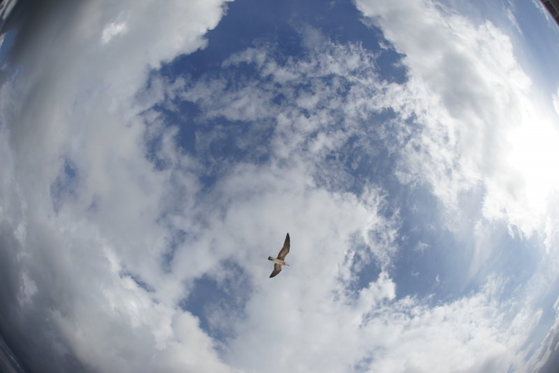 Свобода птица в небе