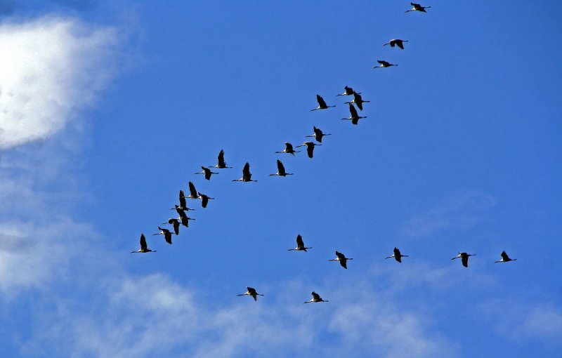 Перелетные птицы утки Клин