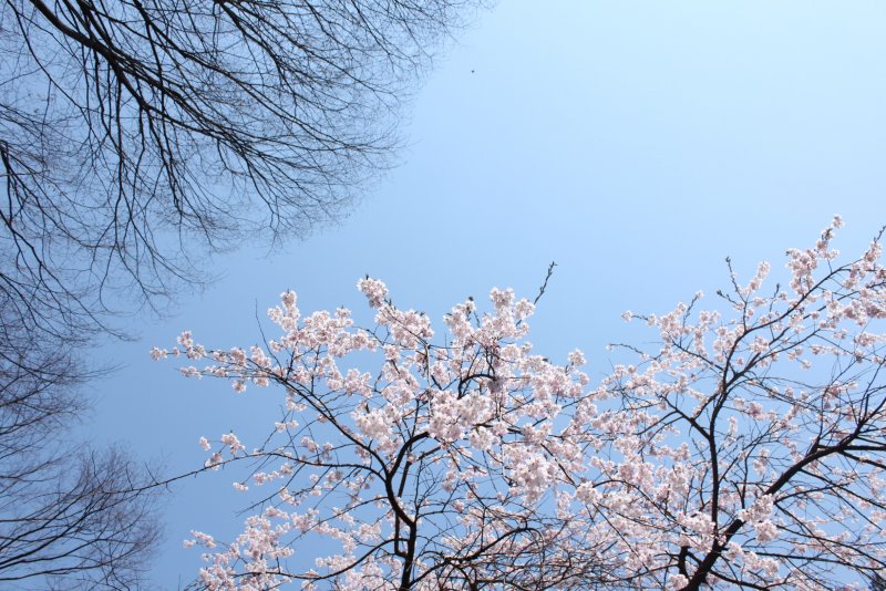 Весна голубое небо