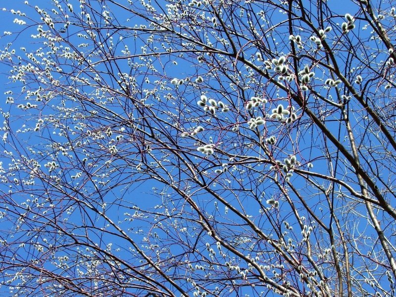 Весна небо цветы