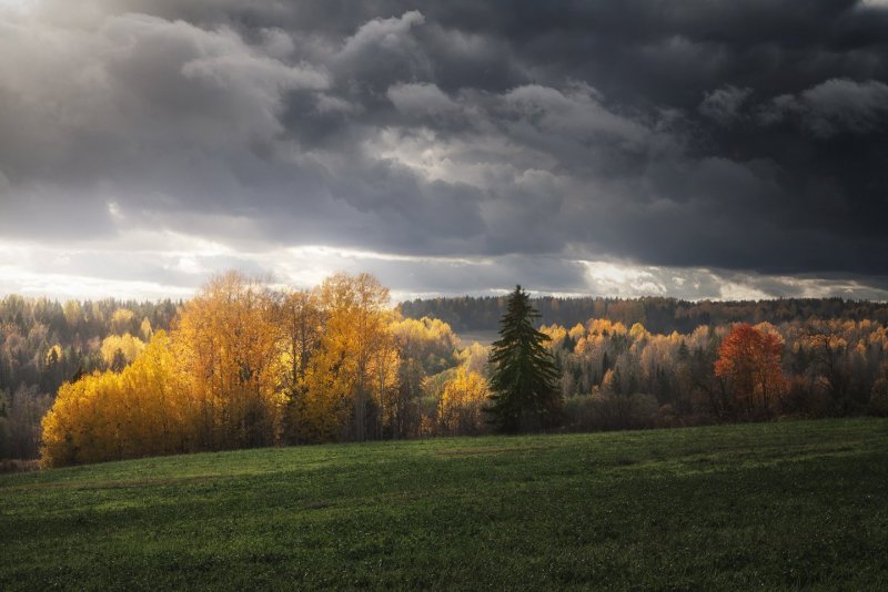 Осеннее небо в лесу перед дождем