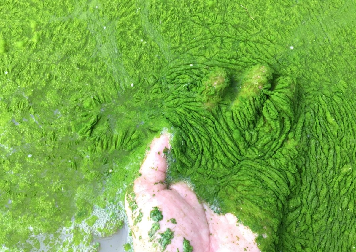 Зеленые воды последствия. Цианобактерии сине-зеленые водоросли. Цианобактерии эвтрофикация. Цветение воды цианобактерии. Цианобактерии докембрия.