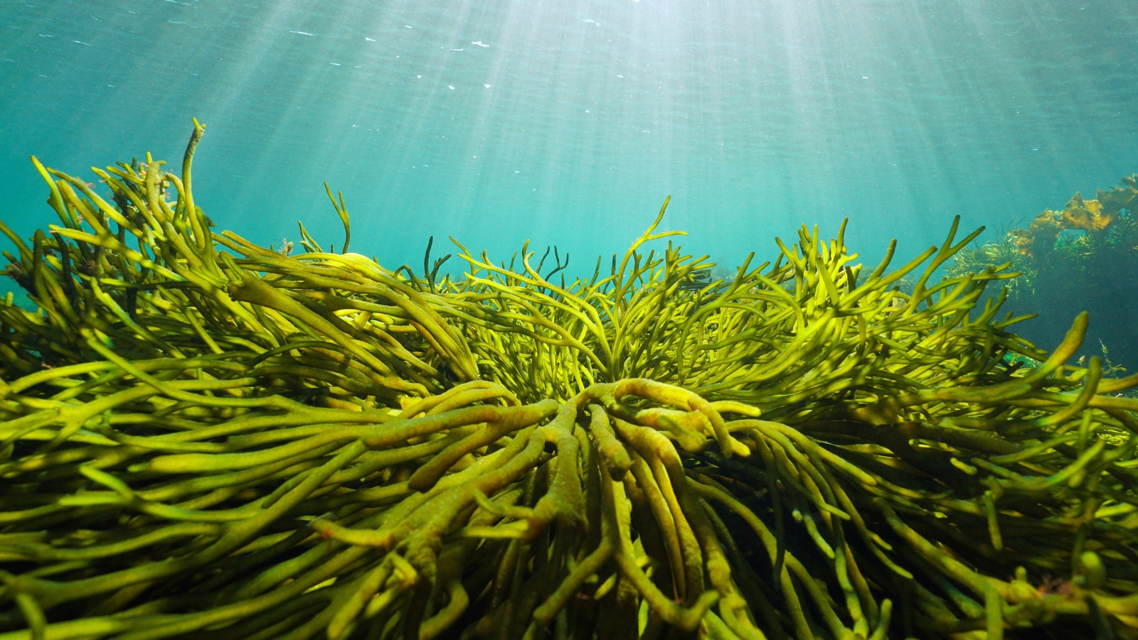 Водоросли россии. Кодиум водоросль. Атлантические водоросли ДАЛС. Виды водорослей в Атлантическом океане. Alga natural.