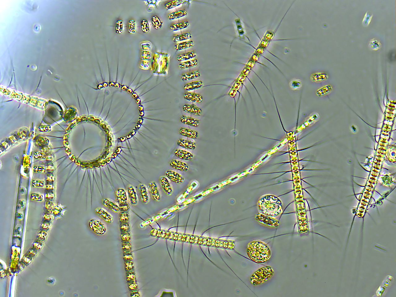 1 фитопланктон цепь
