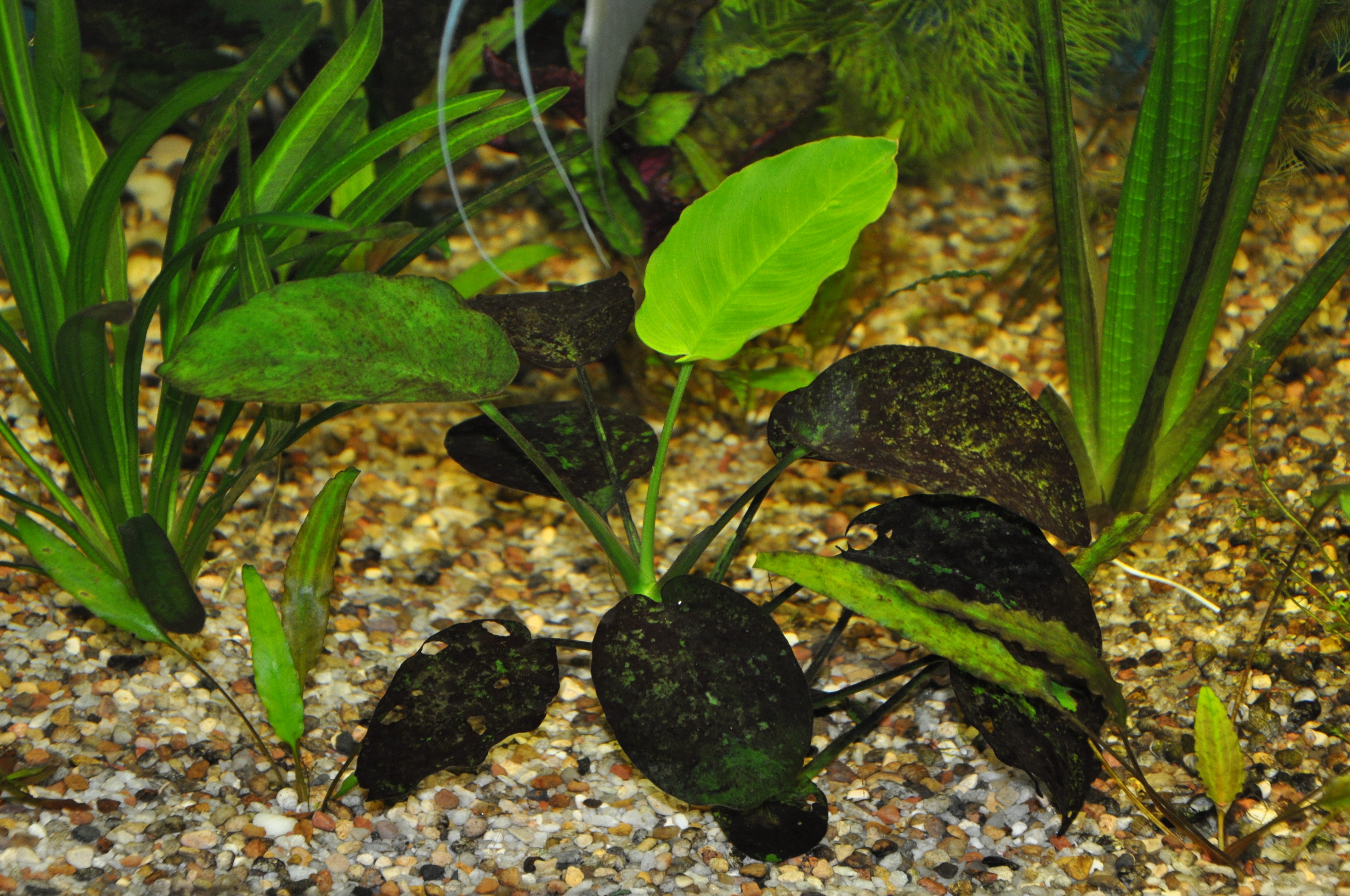 Анубиас Ксенококус. Водоросль Ксенококус. Анубиас черная борода аквариум. Анубиас черный налет. Почему аквариум покрылся
