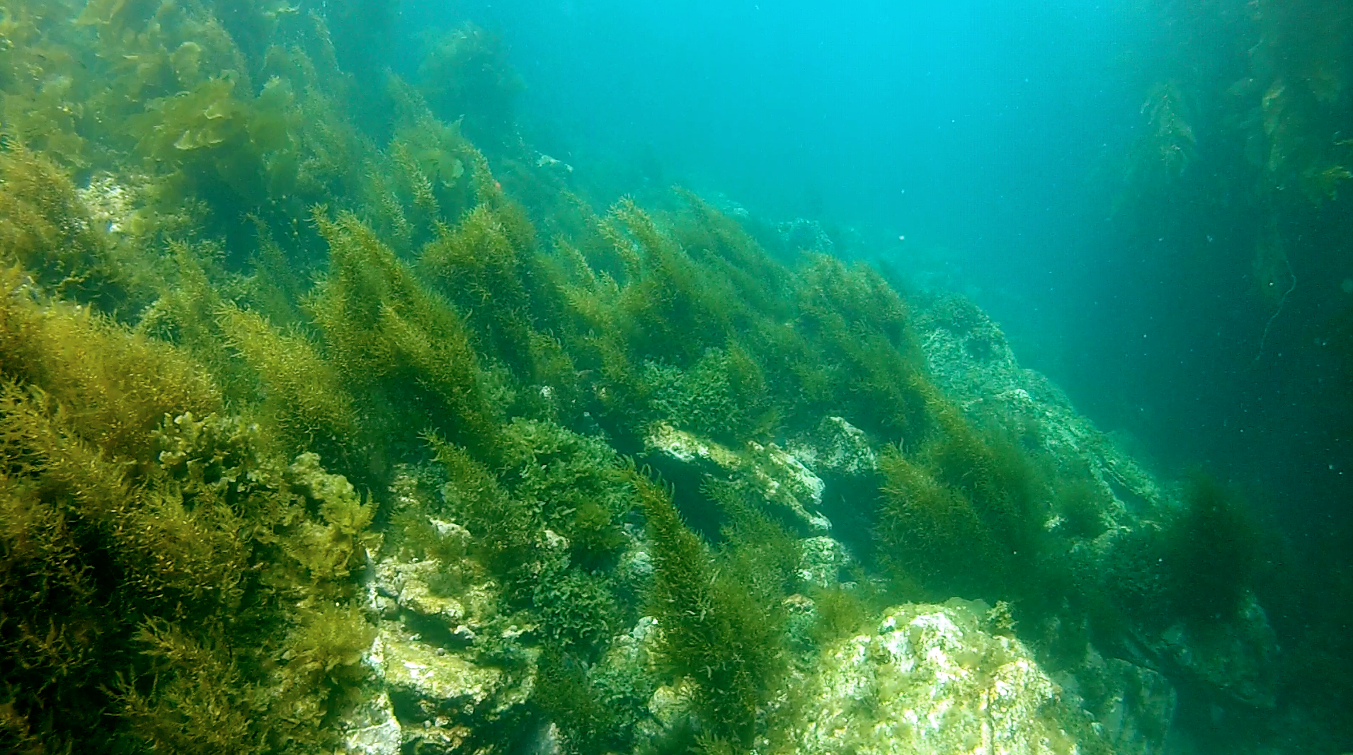 Темные водоросли. Келп водоросли. Ламинария зеленая водоросль. Эдафофильные водоросли. Морские водоросли черного моря.