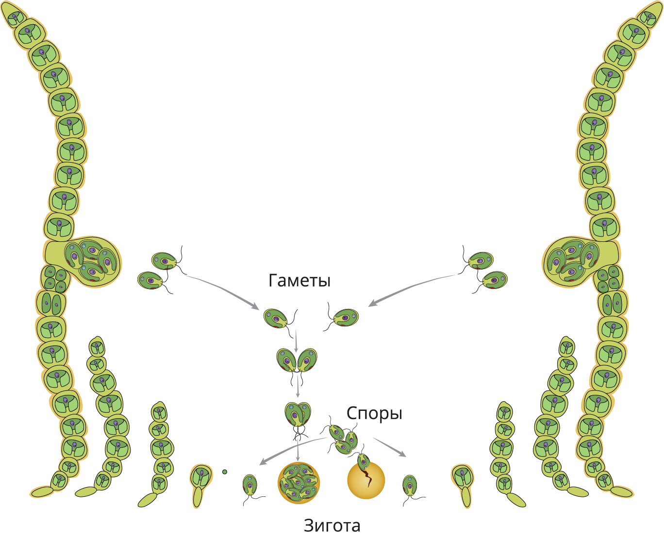 Нитчатая водоросль улотрикс. Размножение водорослей улотрикс. Улотрикс строение и размножение. Улотрикс цикл размножения.