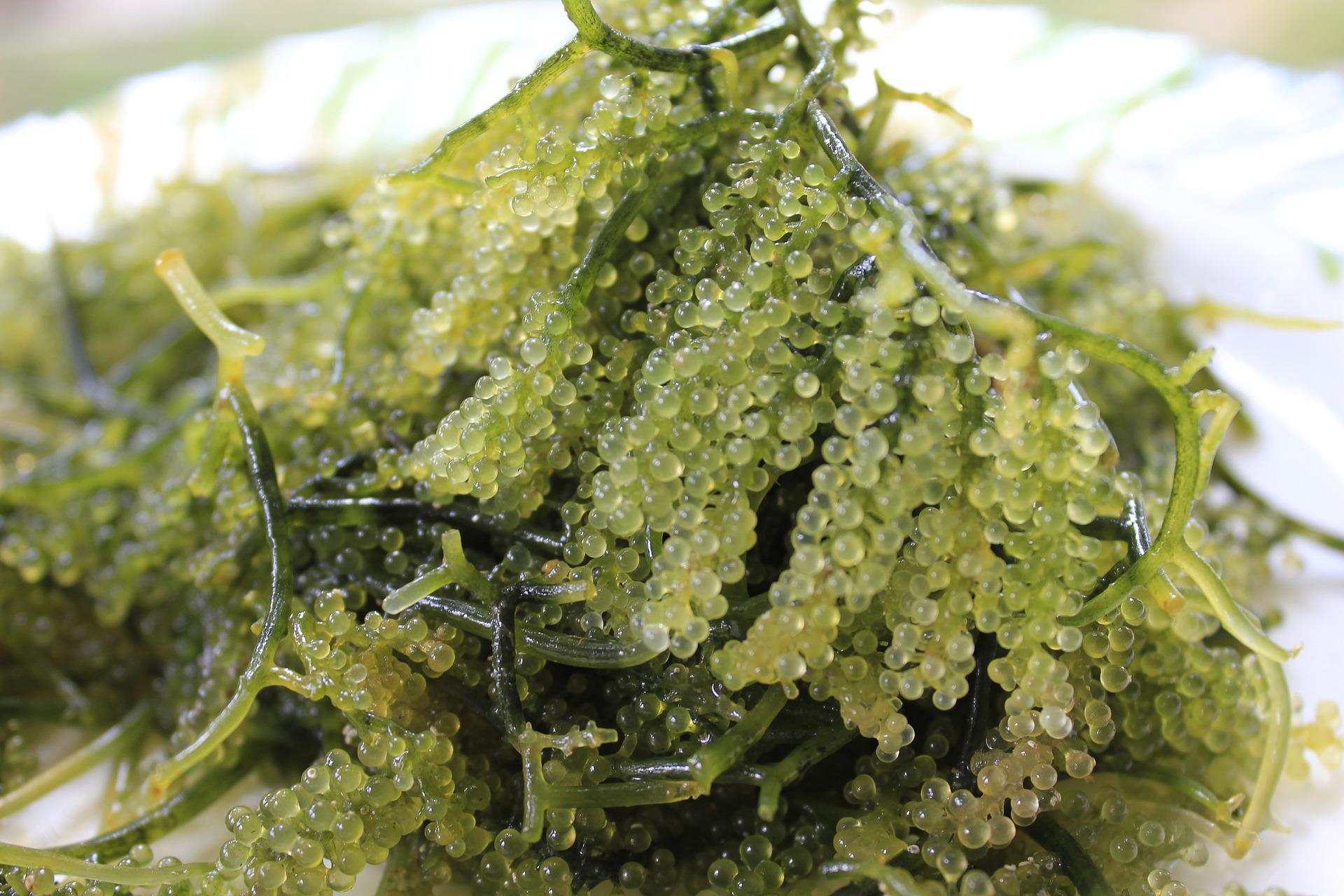 Пряным запахом водорослей. Морской виноград — уми Будо. Уми Будо водоросли. Корейский виноград водоросли. Фукус морской виноград.