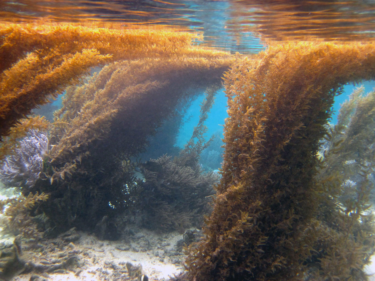 Самые большие бурые водоросли. Саргассово море водоросли саргассум. Саргассово море бурые водоросли. Саргассово море Бермудский треугольник. Бурые водоросли саргассум.