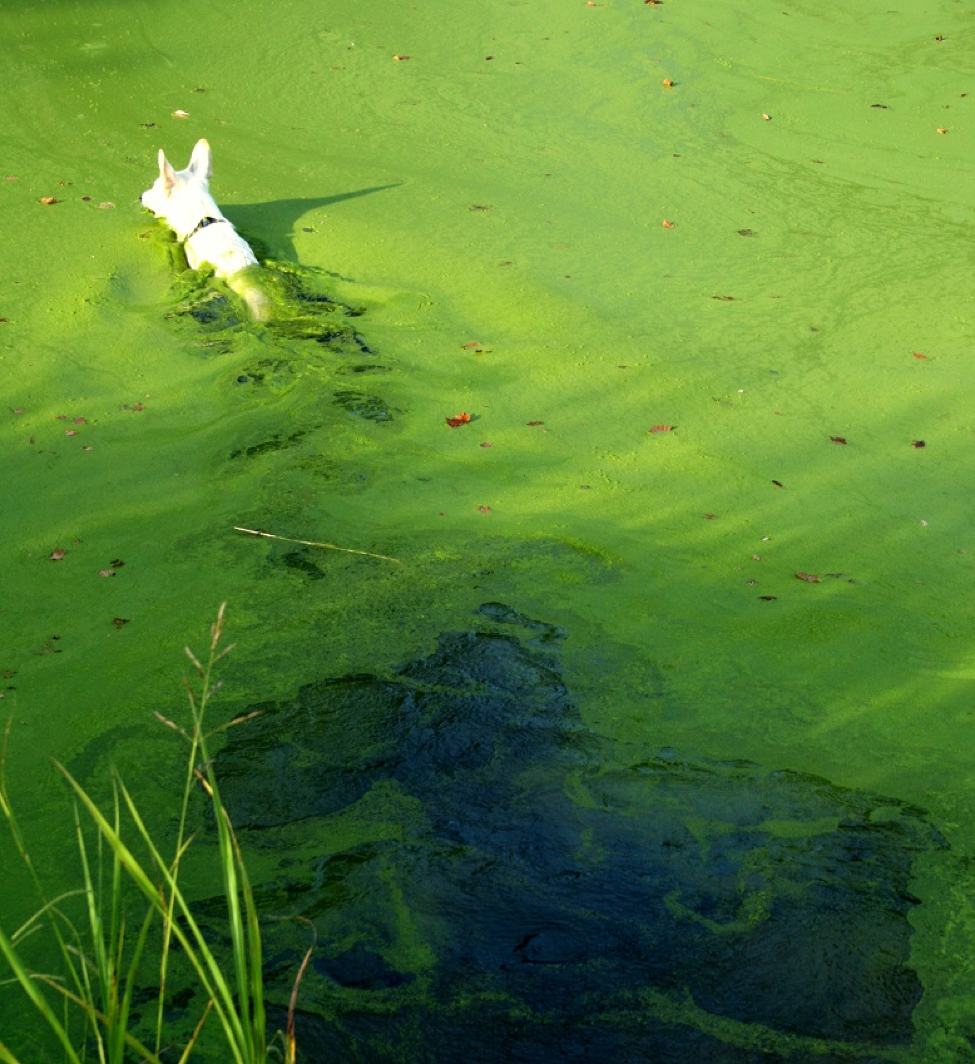 Цветение воды цианобактерии. Цианобактерии эвтрофикация. Цветение сине-зеленых водорослей. Синезелёные водоросли в водоеме. Зеленые воды последствия