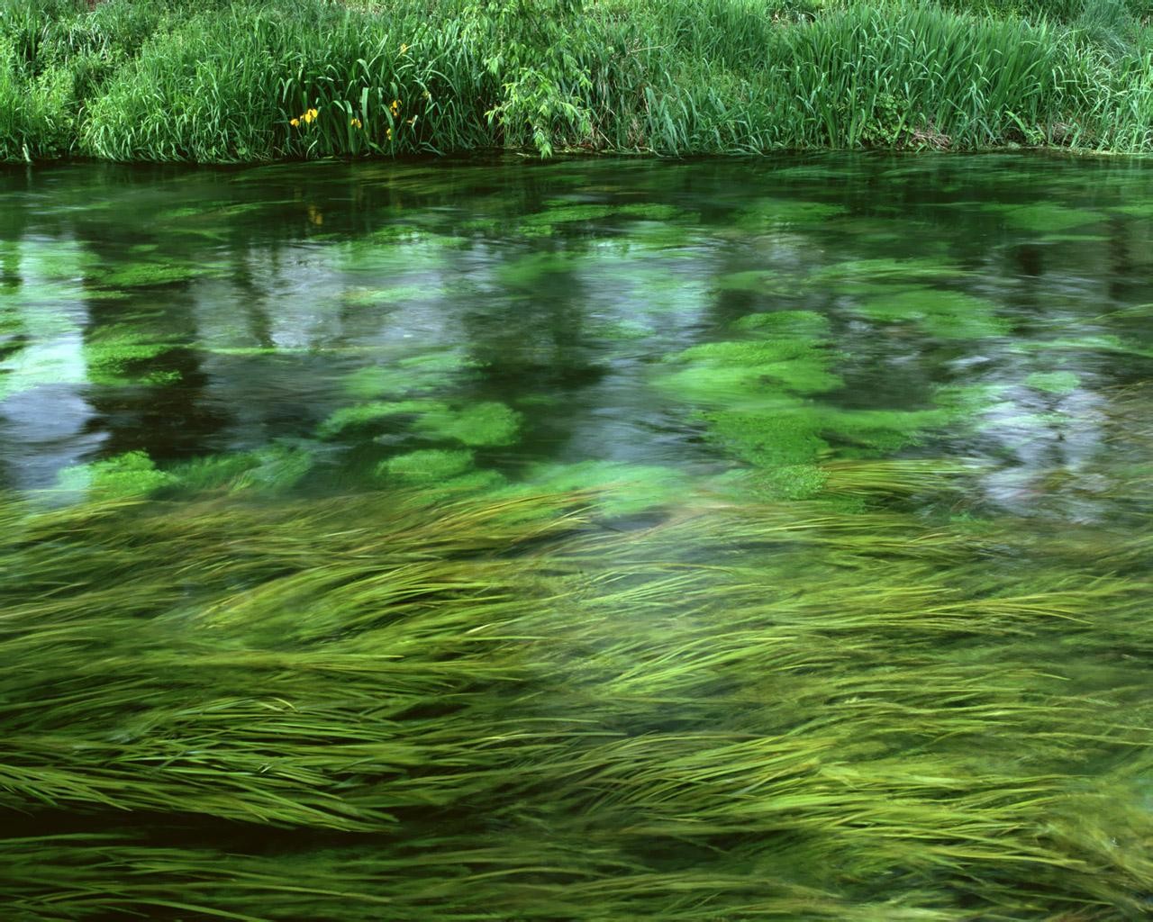 Прозрачная зеленая вода. Термофильные синезеленые водоросли.