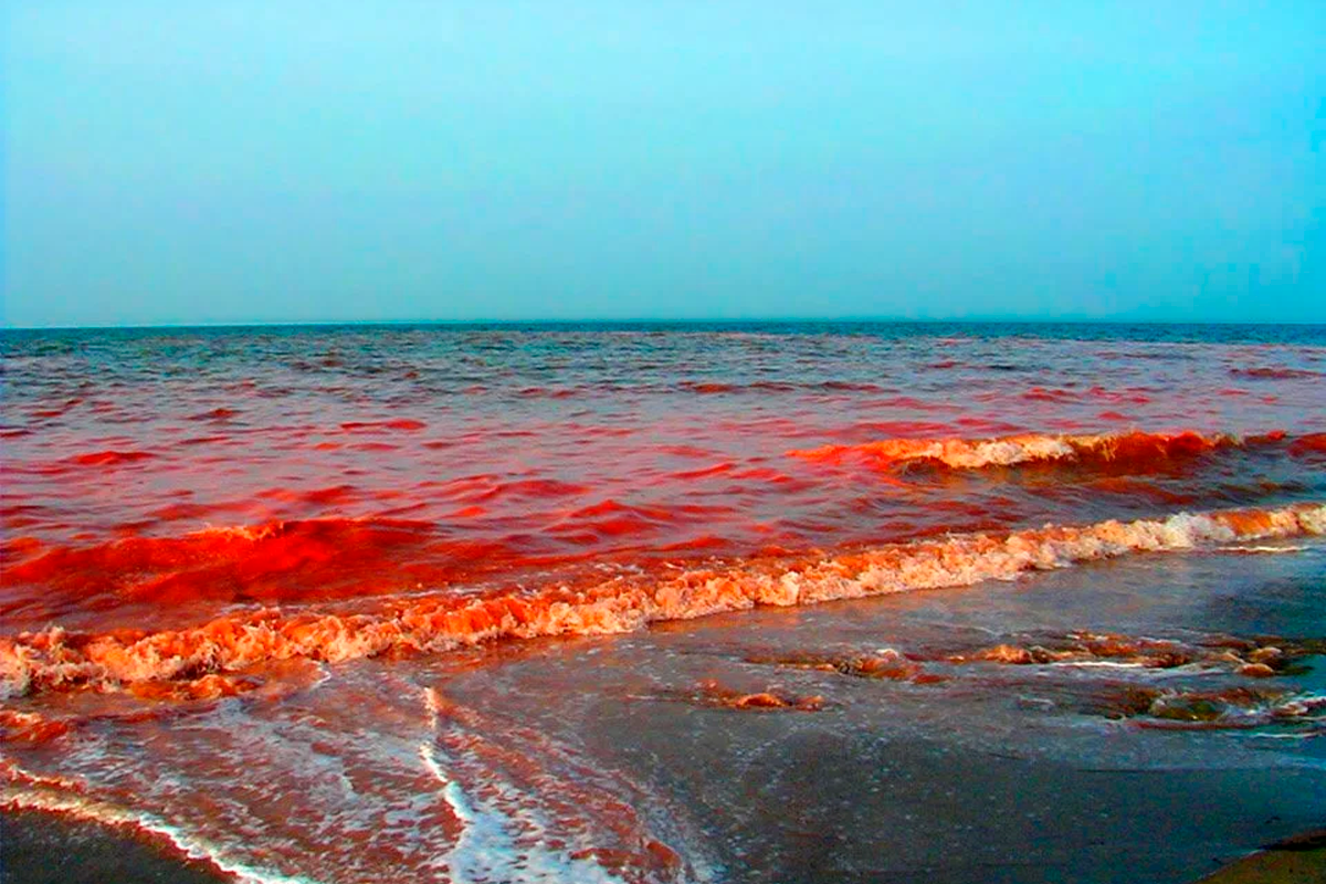 Почему конец красный. Водоросли красный прилив. Динофлагелляты красный прилив. Красное море цветение водорослей. Красный прилив Флорида.