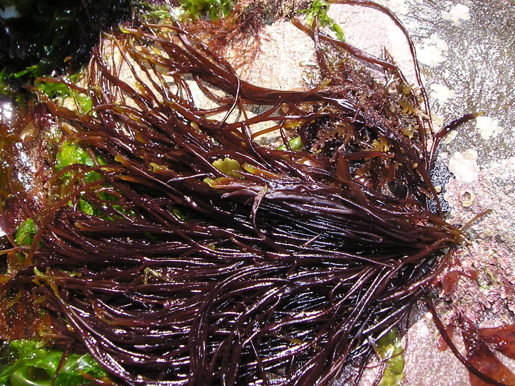 Пряным запахом водорослей. Scytosiphon lomentaria. Сцитосифон водоросли. Сцитосифон водоросли черного моря. Энтероморфа водоросль.