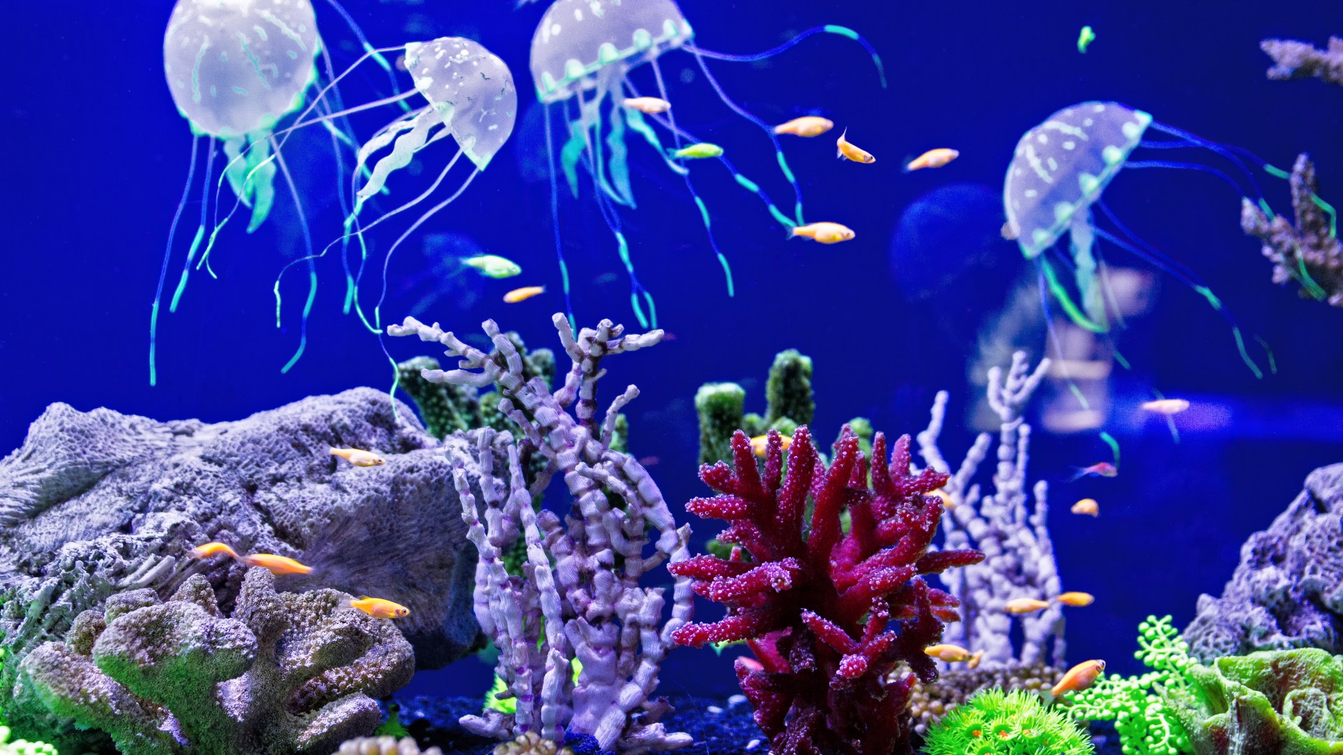 Водоросли и рак. Медузы кораллового рифа. Подводный мир океана. Морские кораллы. Морское дно.