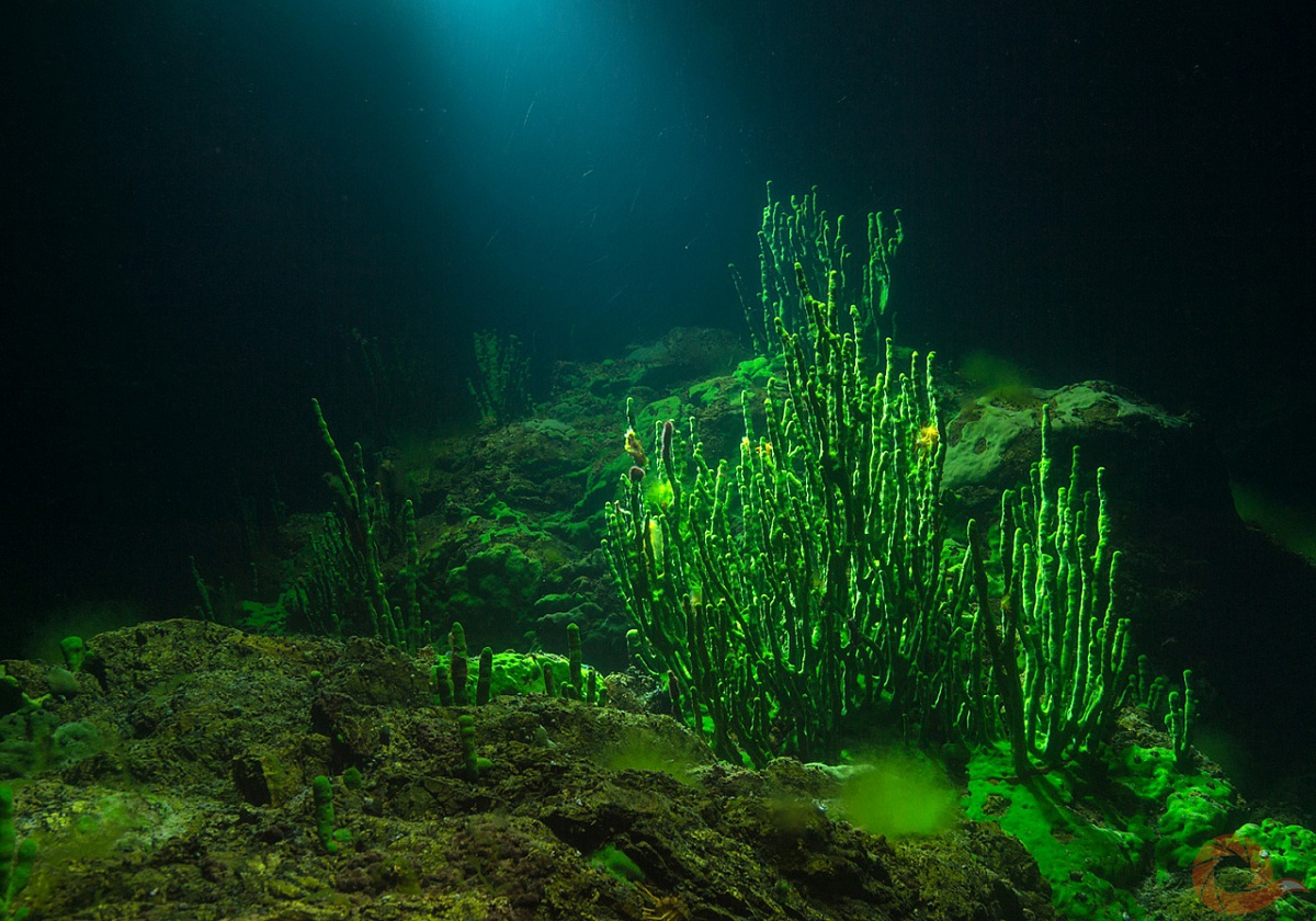 Самыми глубоководными водорослями являются. Синезеленые водоросли Байкала. Водоросли озера Байкал. Диатомовые водоросли Байкала. Lubomirskia Baicalensis.