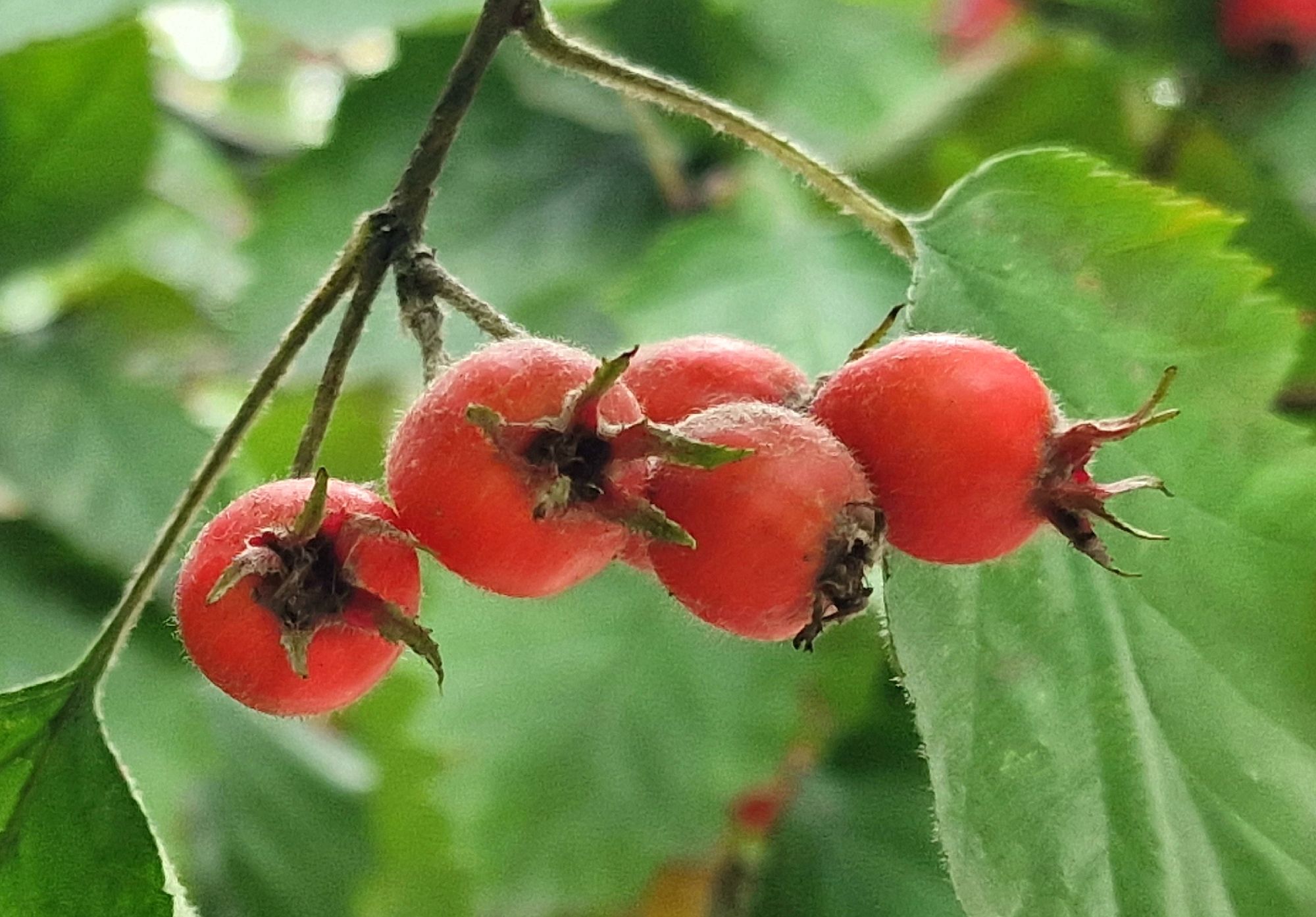 боярышник дерево фото с ягодами