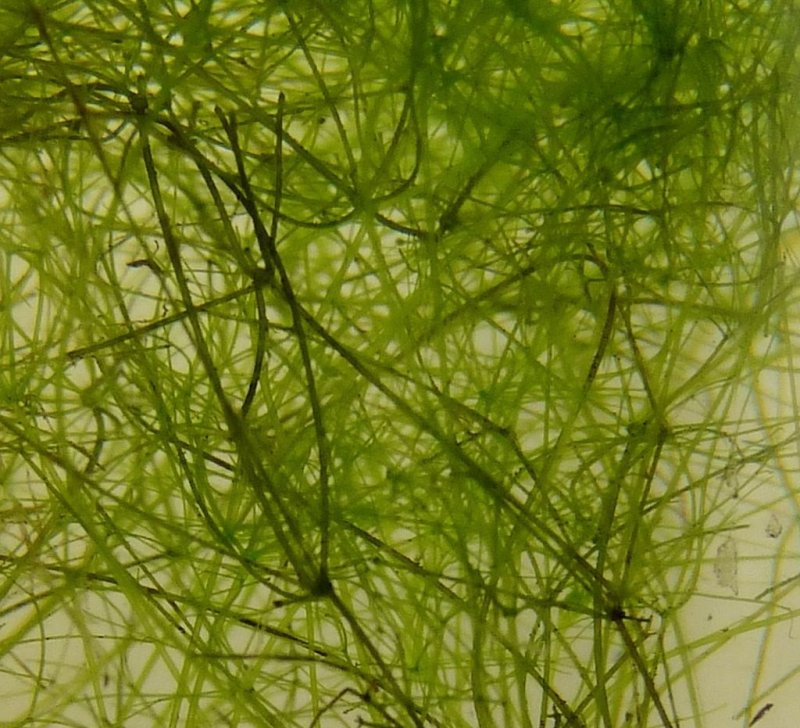 Харовые водоросли нителла