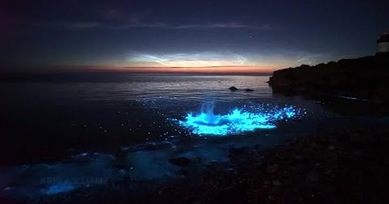 Биолюминесценция Азовского моря