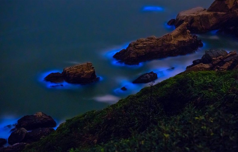 National Geographic фото биолюминесцентные моллюски
