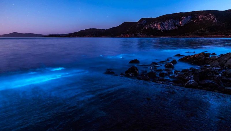 Водоросль ночесветка черное море