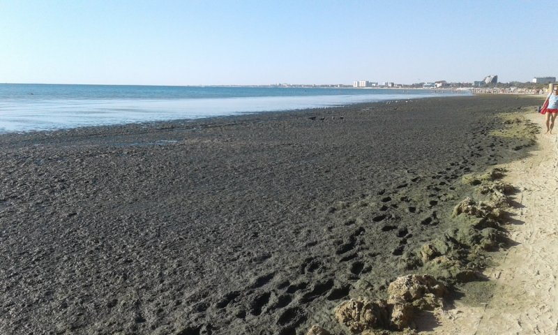 Анапа пляж Джемете водоросли
